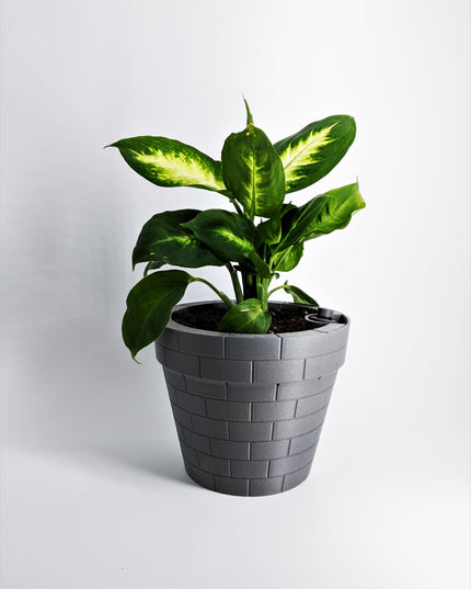 Planter - Floating Gentlemen